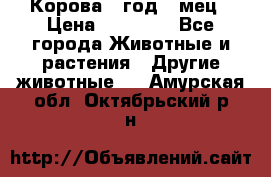 Корова 1 год 4 мец › Цена ­ 27 000 - Все города Животные и растения » Другие животные   . Амурская обл.,Октябрьский р-н